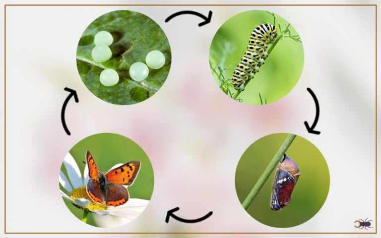 Butterfly Life Cycle - With Facts & Pictures - Insectic