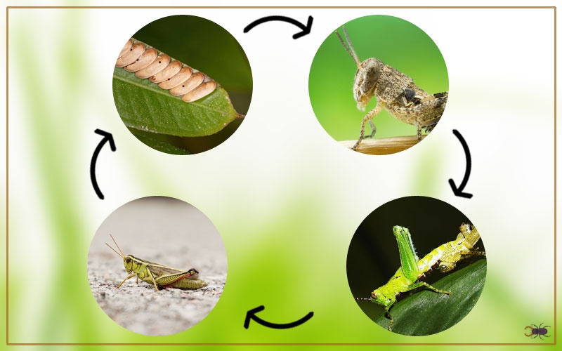 Grasshopper Life Cycle With Facts Pictures Insectic
